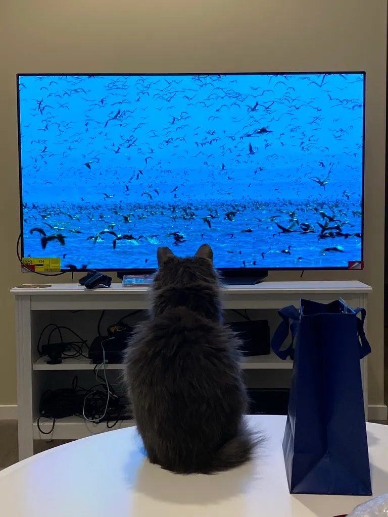 Support vector machine decision boundaries with linear and polynomial kernels