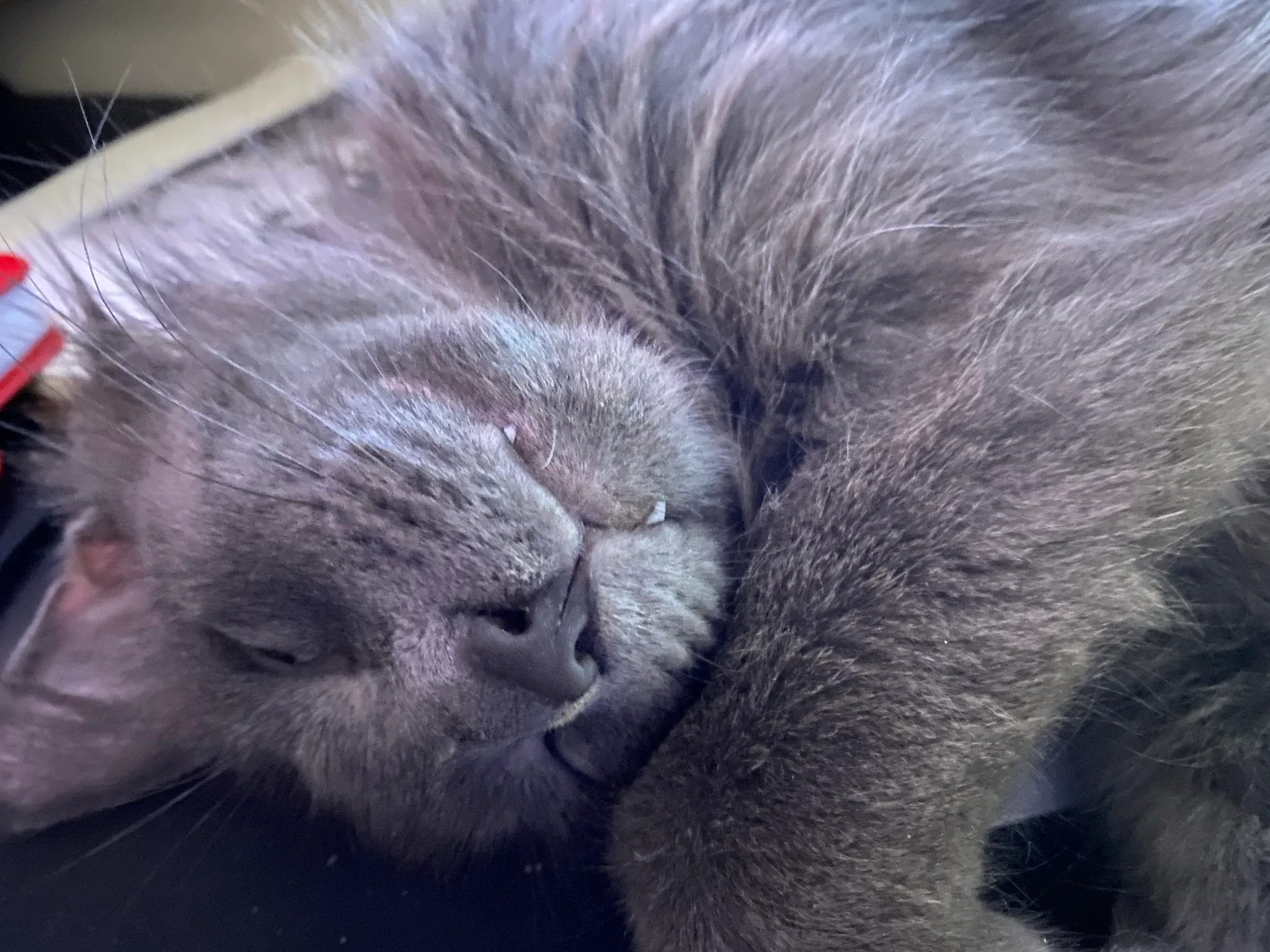 Twitter streaming API data with language detection results across geolocated tweets